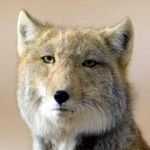 チベットスナギツネ