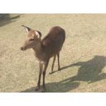れーんぼぅ？