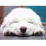 こうちゃん