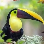 野鳥先輩