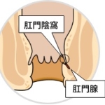 初心者