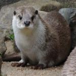あんくる