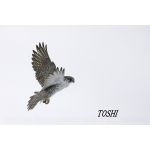 隼＿TOSHI＿