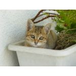 ころちゃんです
