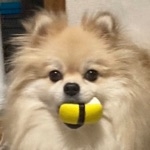 おちょこっぱー