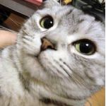 userPhoto