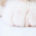 ゆり