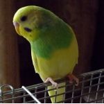 ジェイド