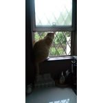 ピュァ