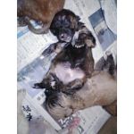 みか太
