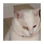 にらたま