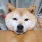 tmatsu