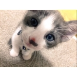 もんちぃ