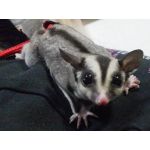 空飛ぶももんがちゃん