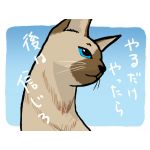 シャム