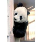 いもこ