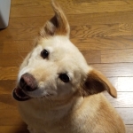 あばさん