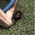 アブラゼミ