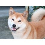 よもぎ