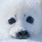 けだま