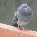 とろ