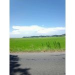 わし
