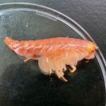 寿司勇者トロ