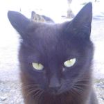 北海猫