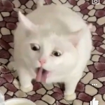 白銀の孤狼