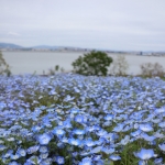 きよ