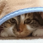 葉月