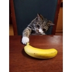 理。