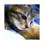 necocat
