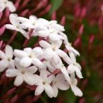 Jasmine