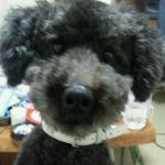 userPhoto