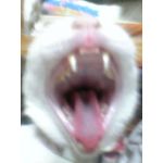 銀にゃん
