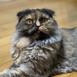 憂弥