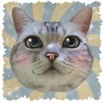 愚猫