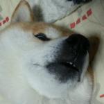 userPhoto
