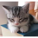 うたたねこ