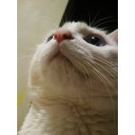 ﾍｿ