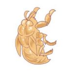 瑠璃燕