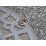 たるぴあ