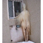 userPhoto