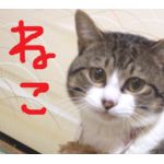 ちゃんぼぶ