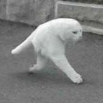 nekosann