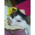 のんの