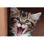 RoarCat