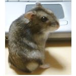 こや