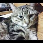 yakkun_over